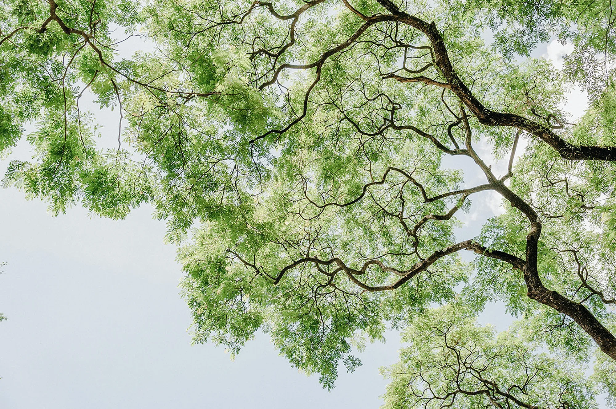 Pexels Nature minan1398 1313807 low
